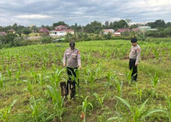 Polsek Muara Wahau Pantau program monokultur desa yaitu Pertumbuhan Jagung yang terletak di Desa Wahau Baru