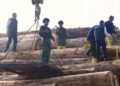 Satgas PKH Bongkar Pembalakan Liar Rp239 Miliar: Ribuan Kayu Ilegal dari Mentawai Diamankan di Gresik